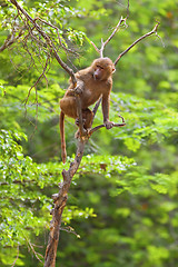 Image showing Baboon climbing