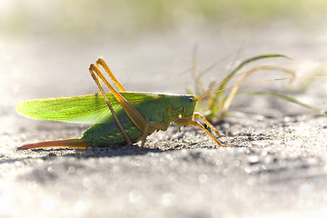 Image showing Green Grasshopper