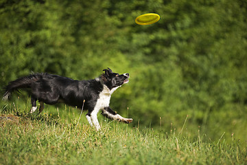 Image showing Border collie