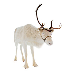 Image showing reindeer in front of a white background