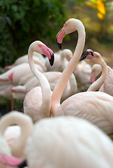 Image showing flamingo