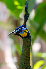 Image showing Peacock head on a grass background