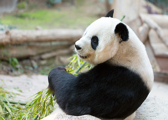 Image showing Panda Bear Portrait