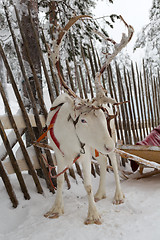 Image showing Reindeer in winter at the polar circle.