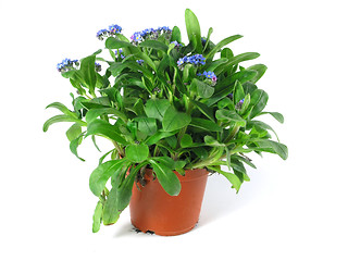 Image showing forget-me-not seedling