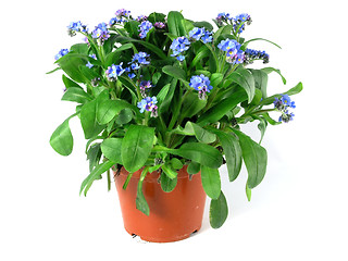 Image showing forget-me-not seedling