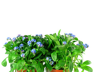 Image showing forget-me-not seedling