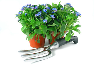 Image showing forget-me-not seedling