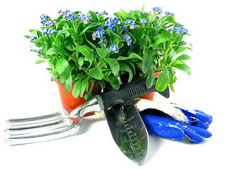 Image showing forget-me-not seedling