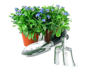 Image showing forget-me-not seedling