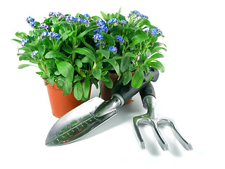 Image showing forget-me-not seedling