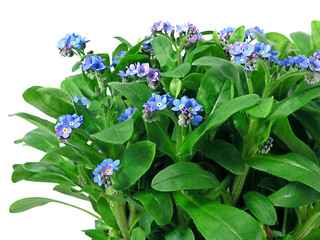 Image showing forget-me-not seedling