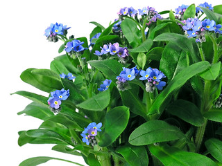 Image showing forget-me-not seedling