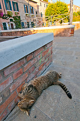Image showing Venice Italy cat on the street