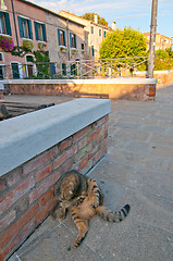 Image showing Venice Italy cat on the street