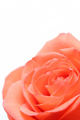 Image showing pink rose over white
