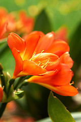 Image showing  Clivia Miniata (bush lily) yellow orange flowers.