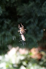 Image showing Spider