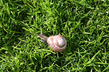 Image showing Snail