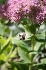 Image showing Spider