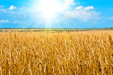 Image showing wheat field