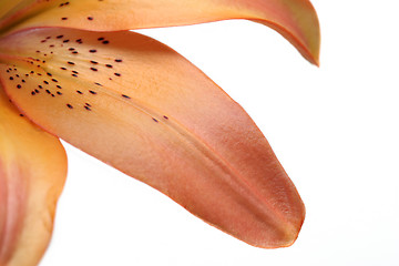 Image showing lily petals over white