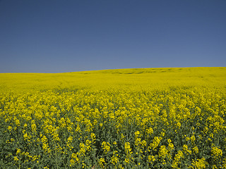 Image showing Yellow and blue