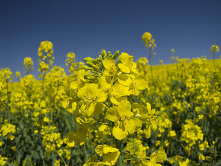 Image showing Yellow and blue