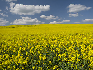 Image showing Yellow and blue