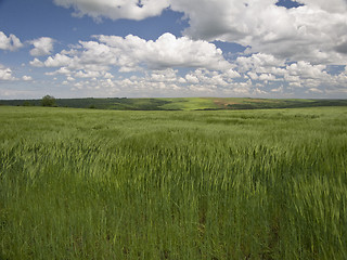 Image showing Green, blue and windy