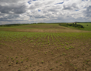 Image showing Green, blue and brown