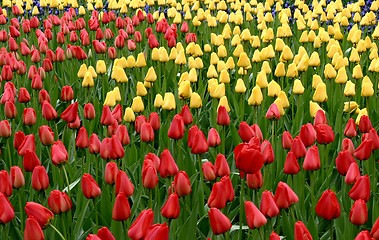 Image showing Tulips -color mix