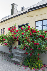 Image showing Roses growing near the house in a Swedish town Visby