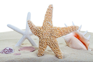 Image showing Beach sealife