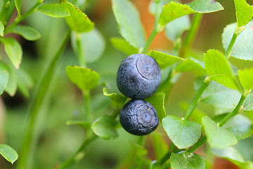 Image showing Blueberry at the bush
