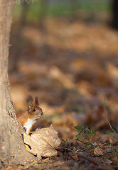 Image showing Red squirrel in autumn park