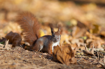 Image showing Red squirrel 