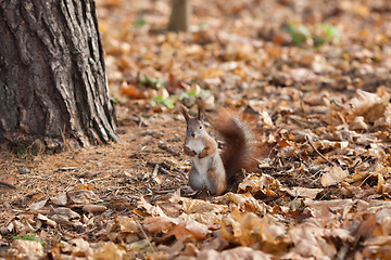 Image showing Red squirrel in autumn park