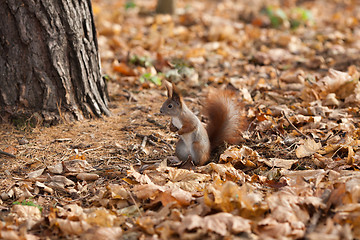 Image showing Red squirrel in autumn park
