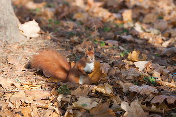 Image showing Red squirrel in autumn park