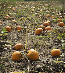 Image showing Autumn Pumpkin Patch