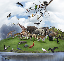 Image showing A Collage Of Wild Animals And Birds 