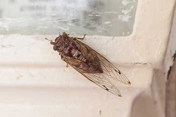 Image showing Large moth sitting on a lamp