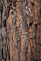 Image showing old tree texture