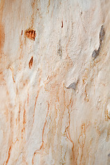 Image showing sycamore tree texture