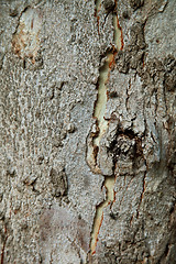 Image showing old tree texture