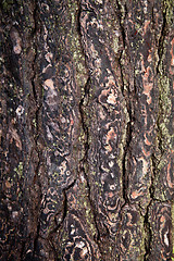 Image showing old tree texture 