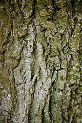 Image showing old tree texture