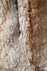 Image showing old tree texture