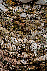 Image showing palm tree trunk